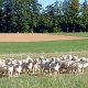 Oktober 2015 Mutterschafe